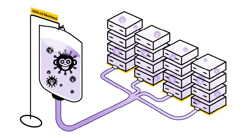 monkey